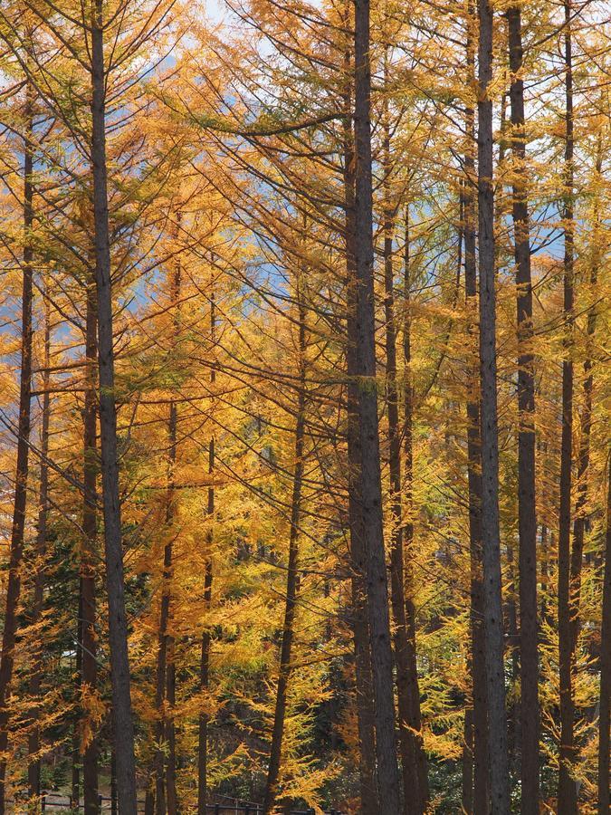 Log Hotel Larch Lake Kanayama Minamifurano Eksteriør billede