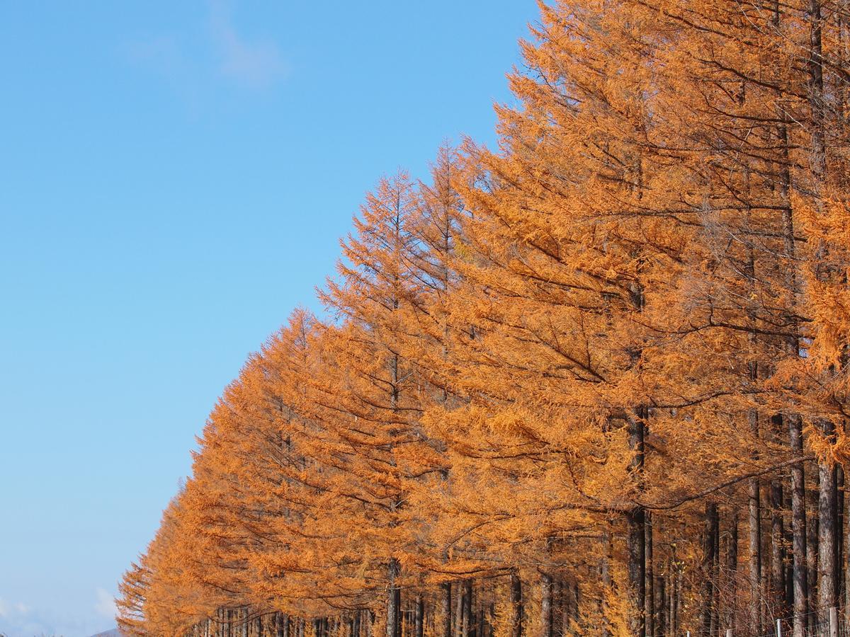 Log Hotel Larch Lake Kanayama Minamifurano Eksteriør billede